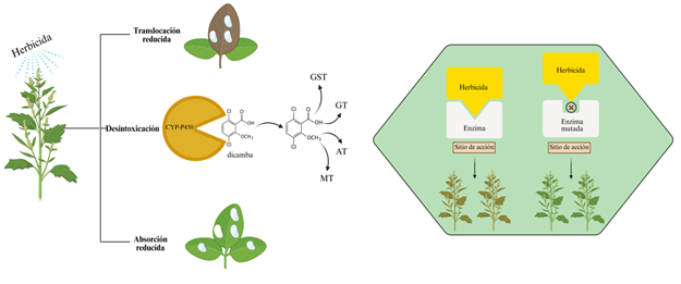 Diagrama

El contenido generado por IA puede ser incorrecto.