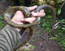 Un reptil en la mano  El contenido generado por IA puede ser incorrecto.