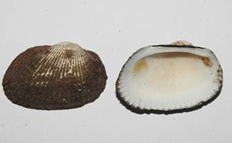 Imagen en blanco y negro
El contenido generado por IA puede ser incorrecto.