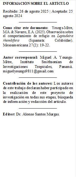 INFORMACIÓN SOBRE EL ARTÍCULO 
Recibido: 26 de agosto 2025 | Aceptado: 25 agosto 2024 
___________________
Como citar este documento:  Youngs-Mitre, M.A. & Navarro, E.A. (2025). Observación sobre el comportamiento de refugio en Leptodeira rhombifera (Squamata: Colubridae). Mesoamericana 27(2): 19-22.
___________________
Autor corresponsal: Miguel A. Youngs-Mitre, Instituto Smithsonian de Investigaciones Tropicales, Panamá. miguelyoungs9811@gmail.com
___________________
Contribución de los autores: Los autores de este trabajo declaran haber participado en la realización de este proyecto de investigación en todas sus etapas, búsqueda de información y redacción del artículo. 
___________________
Editor: Dr. Alonso Santos Murgas.


