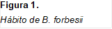 Figura 2. 
Hábito de B. forbesii
